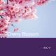 Cherry Blossom Single
