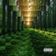 La Forêt Single