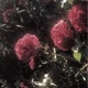 PARANOID remixes EP