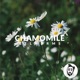Chamomile Single