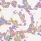 MEMBRANE Single