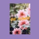 The Flower Single