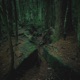 Aokigahara