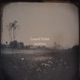 dandelions Single