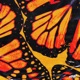 Butterflies Single