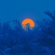 Blue Sunset Single