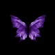 efekt motyla feat Liveush Single