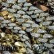 Like Ah Boss feat Richie Evans Single
