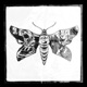 THE MOth