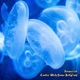 Coolin With Some Jellyfish Single