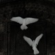 Darkness Single
