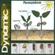 Photosynthesis