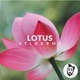 Lotus Single