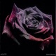 Dead to me feat Ncntc Single