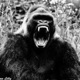 RAMPAGE Versions Single