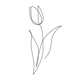 Tulipán Single
