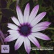 Even This Daisy Pollinates Single