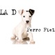 Perro Fiel En acústico Single