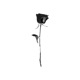 Black Roses Single