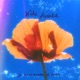 Wide Awake Single
