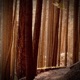 Forest of Light Single