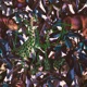 Party in the Jungle EP