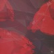 Roses Single