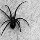 SPIDERBLXXD feat AUXXI Single