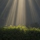 Morning Light