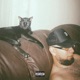 Como Gatos Single
