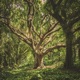 Fairy Tree Single