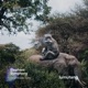 Elephant Symphony Single