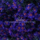 Linaria Single