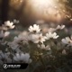 She Will Be Loved feat LN Acoustic Single