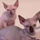 sphynx EP