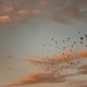 look at the birds of the air Single