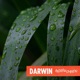 Darwin Single