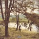 Trapisa Single