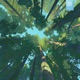 among the tall trees Single