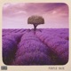 Purple Haze Single