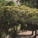 Lazy Stroll Single