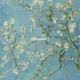 Blossom Single