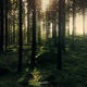 In The Jungle Single