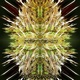Swamp Tactics EP