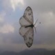 Insect Single