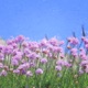 Flower Message Single
