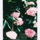 Peonies Single