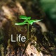 Life Single