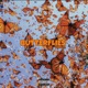 Butterflies feat Latoya Single