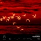 Ocean Single